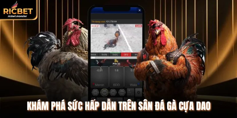 Khám phá sức hấp dẫn trên sân đá gà cựa dao